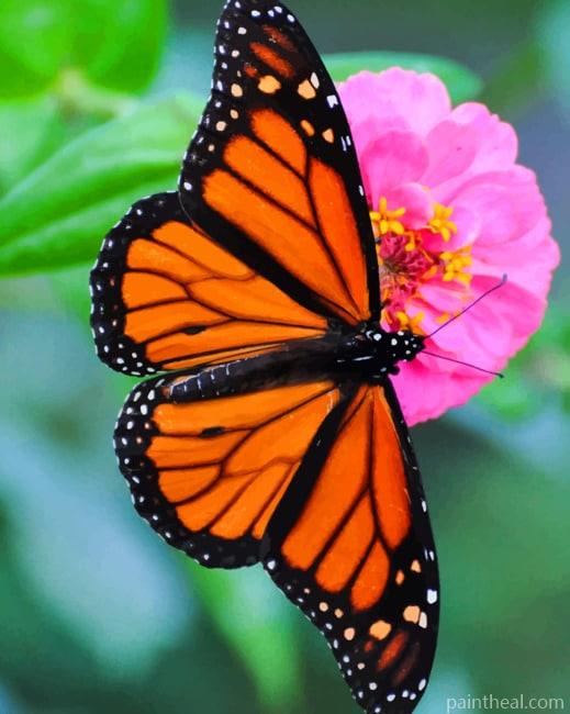 Orange Black Butterfly Painting By Numbers Kits