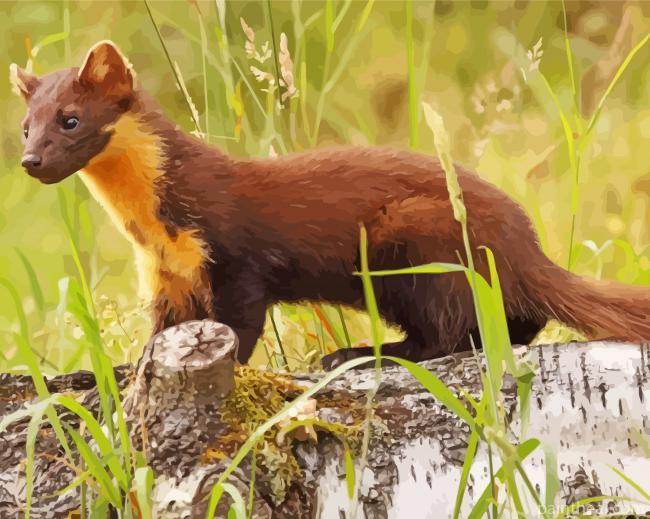 Pine Marten Painting By Numbers Kits