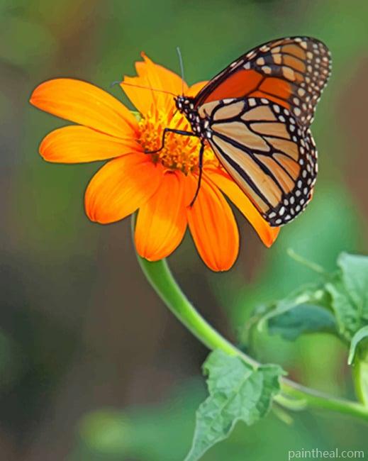 Butterfly On The Flower Painting By Numbers Kits