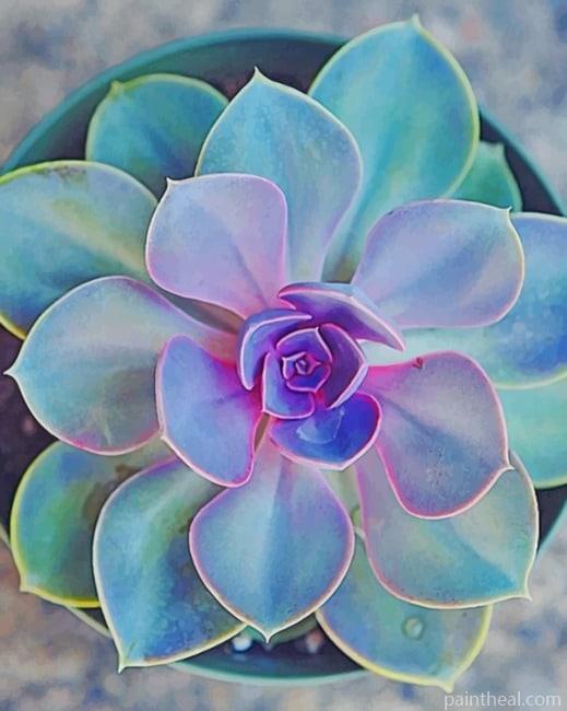 Echeveria Elegans Plant Painting By Numbers Kits