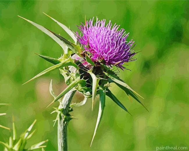 Thistle plant Painting By Numbers Kits