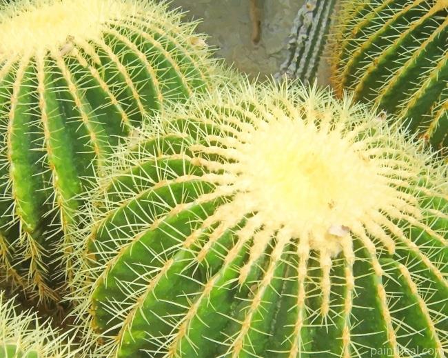Amazing Cactus Painting By Numbers Kits