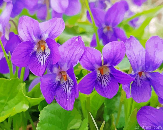 Violet Flowers Painting By Numbers Kits