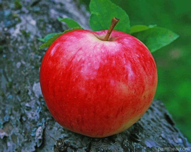 Red Apple Fruit Painting By Numbers Kits