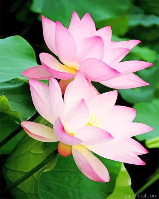 Pink Flowers Lotus Painting By Numbers Kits