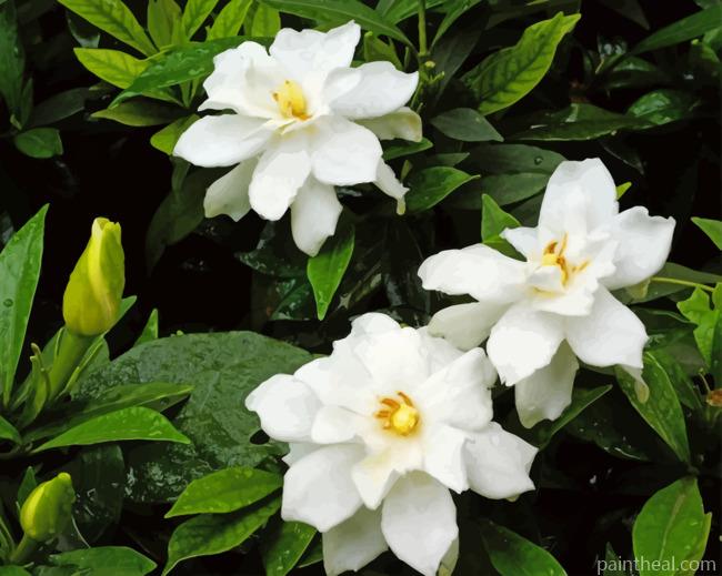 Gardenias Flowers Painting By Numbers Kits