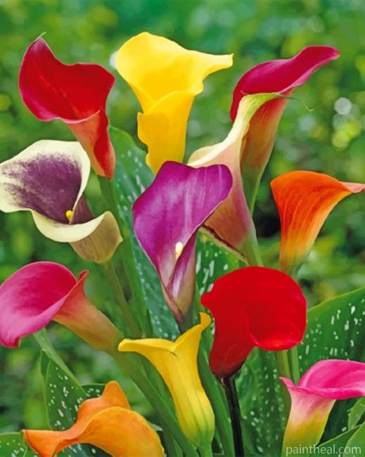 Colorful Arum Lilies Painting By Numbers Kits