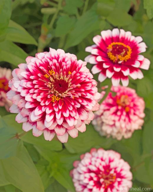Dragon Zinnias Painting By Numbers Kits