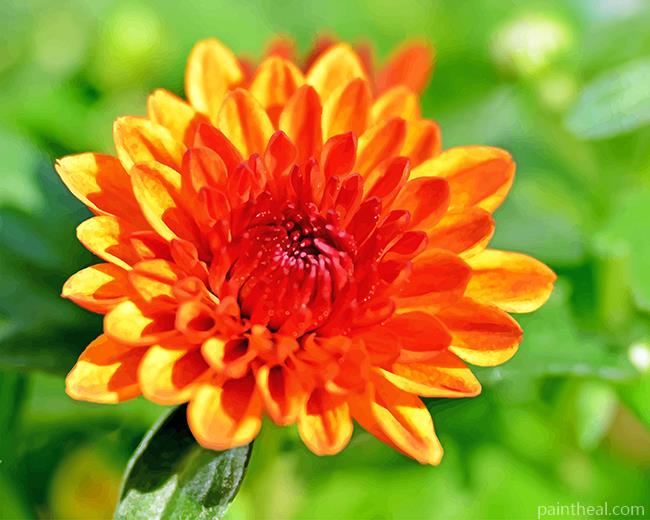 Chrysanthemum Orange Flower Painting By Numbers Kits