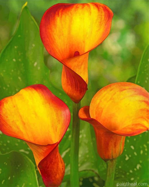 Orange Calla Lily Painting By Numbers Kits