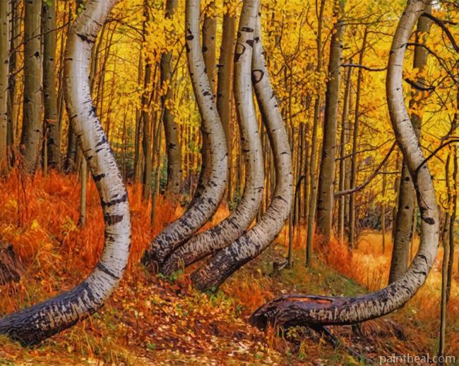 Curved Aspen Trees Painting By Numbers Kits