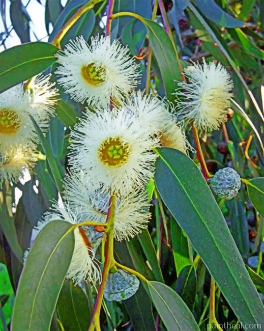 Eucalyptus Painting By Numbers Kits