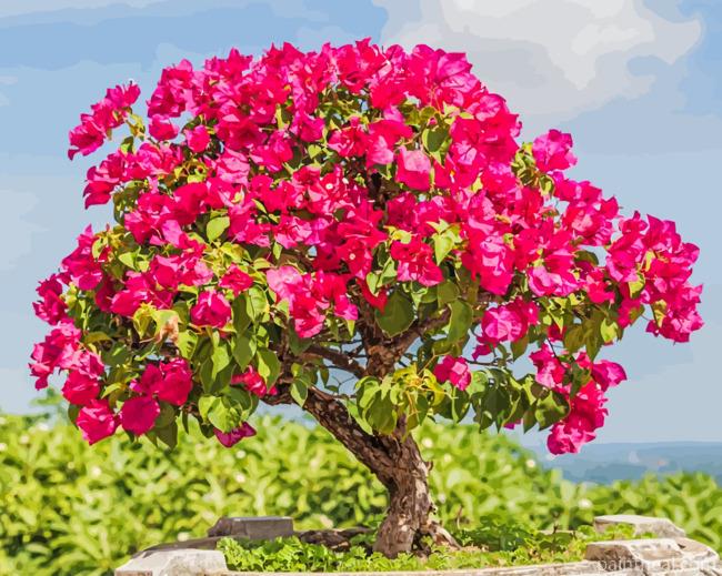 Bougainvillea Bonsai Painting By Numbers Kits
