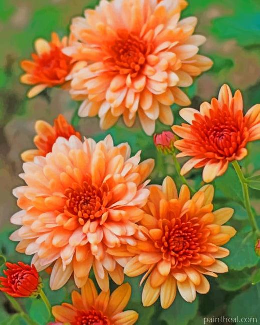 Peach Chrysanthemum Painting By Numbers Kits