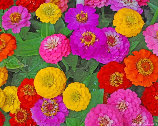 Colorful Zinnias Painting By Numbers Kits