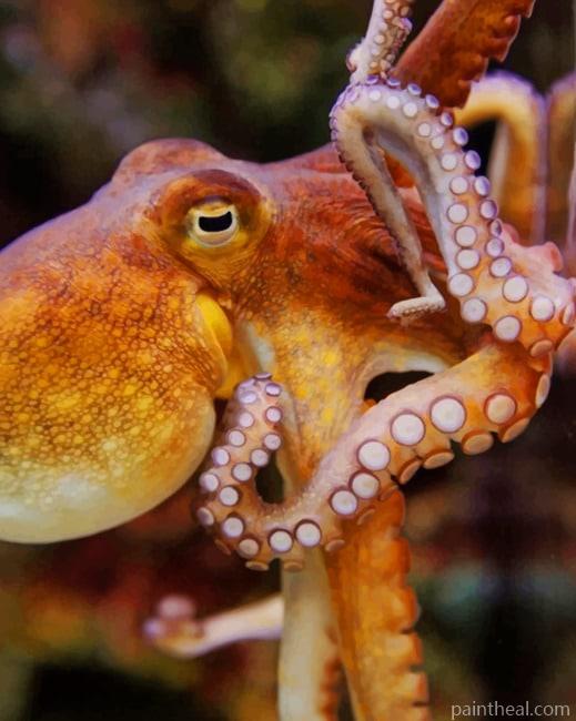 Octopus Painting By Numbers Kits