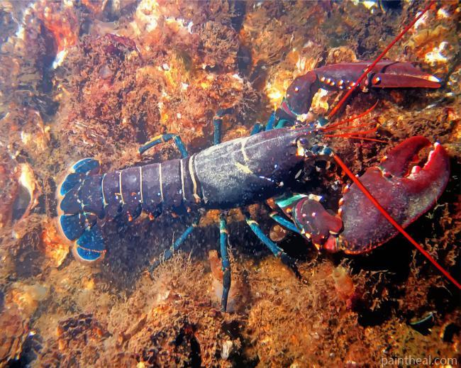 Lobster Painting By Numbers Kits