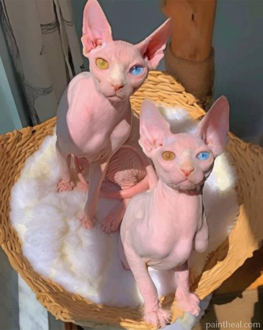 Sphynx Cats Painting By Numbers Kits