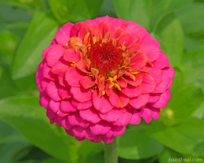Pink Zinnia Painting By Numbers Kits