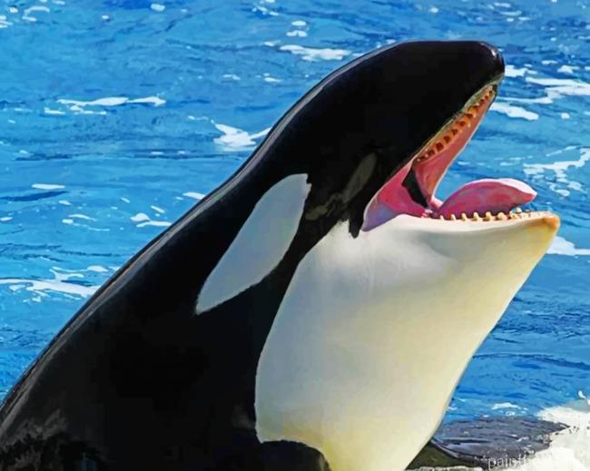 Killer Whale Painting By Numbers Kits