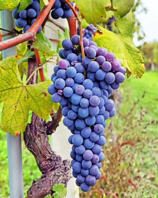 Vineyard Painting By Numbers Kits