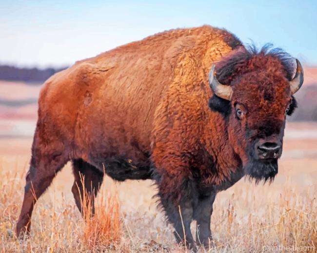 Bison Painting By Numbers Kits