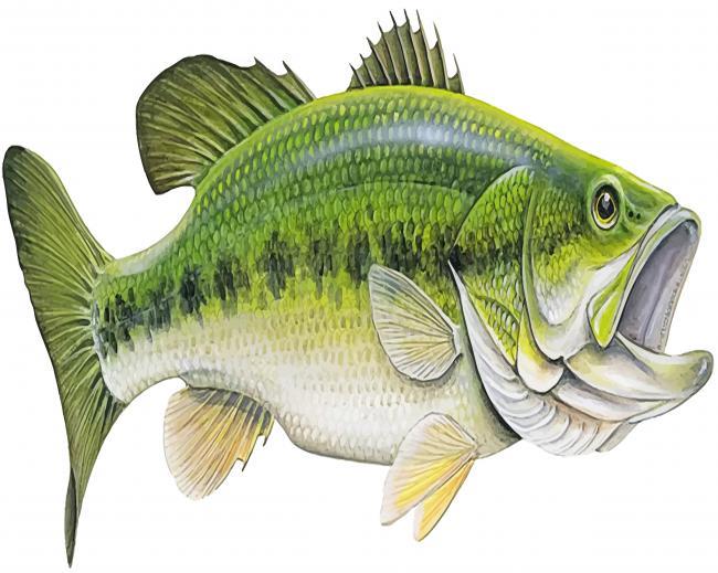 Green Bass Fish Painting By Numbers Kits