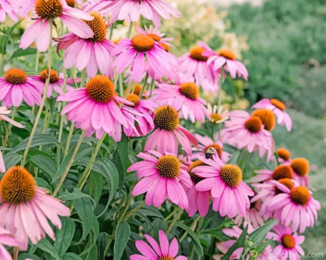 Aesthetic Coneflower Painting By Numbers Kits