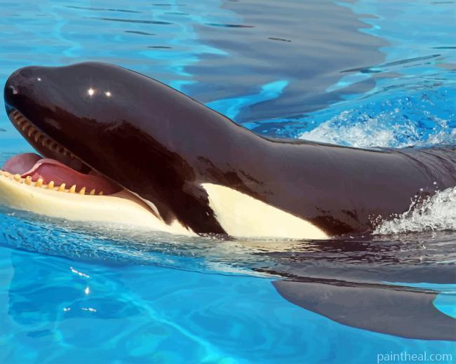 Giant Killer Whale Painting By Numbers Kits