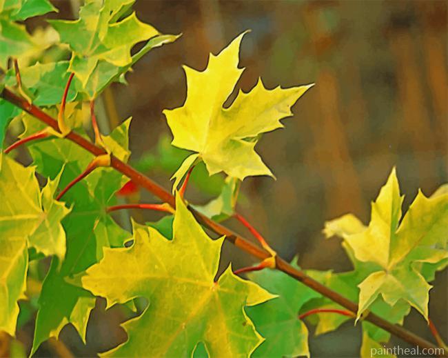 Tree Maple Princeton Painting By Numbers Kits