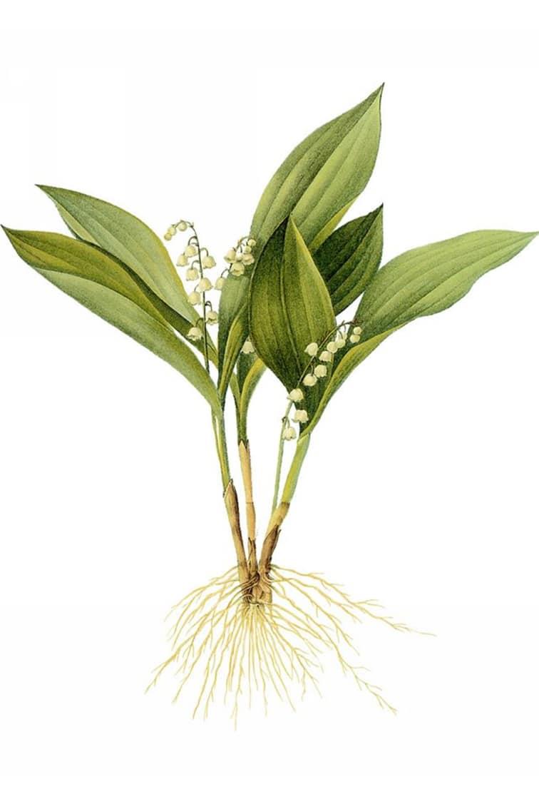 Lily Of the Valley Painting By Numbers Kits