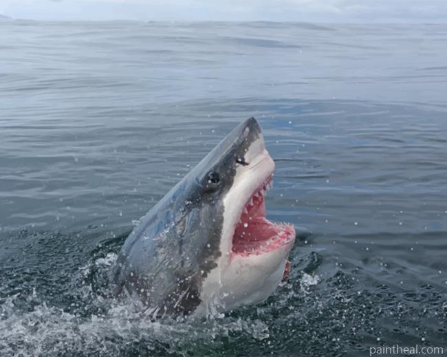 White Shark Painting By Numbers Kits