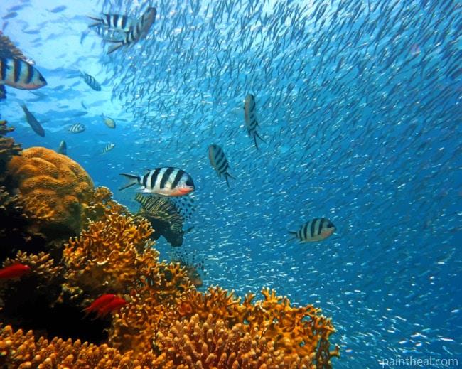 Coral Reef Fishes Painting By Numbers Kits