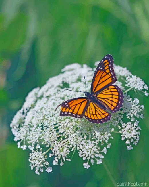 Viceroy Butterfly On A Flower Painting By Numbers Kits