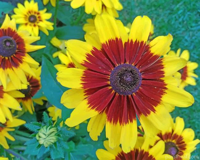 Coreopsis Tinctoria Painting By Numbers Kits