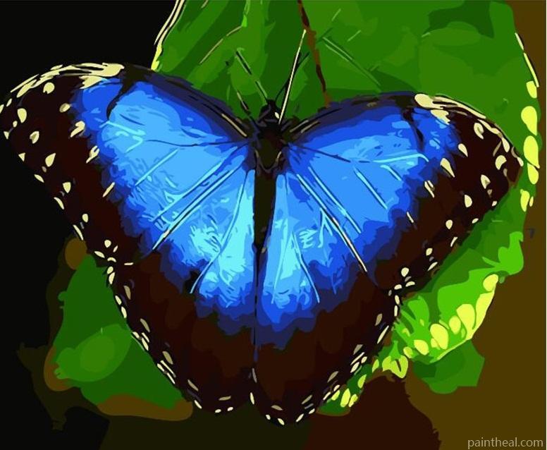 Blue Butterfly Painting By Numbers Kits