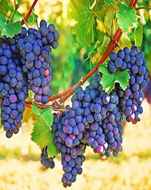 Aesthetic Vineyard Painting By Numbers Kits