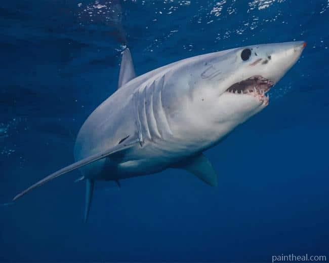 Shortfin Mako Shark Sea Life Painting By Numbers Kits