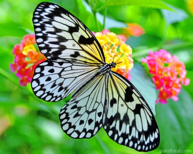 Black And White Butterfly Painting By Numbers Kits