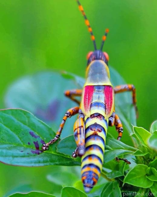 Locust Grasshopper Painting By Numbers Kits
