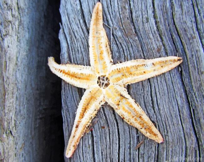 Starfish On Tree Painting By Numbers Kits