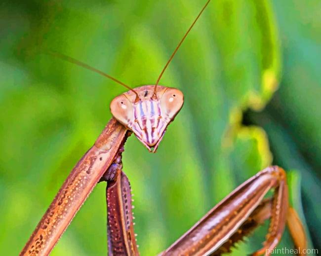 Brown Mantis Insect Painting By Numbers Kits