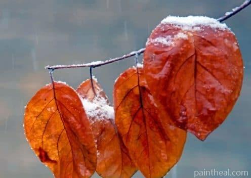 Leaves During Winter Painting By Numbers Kits