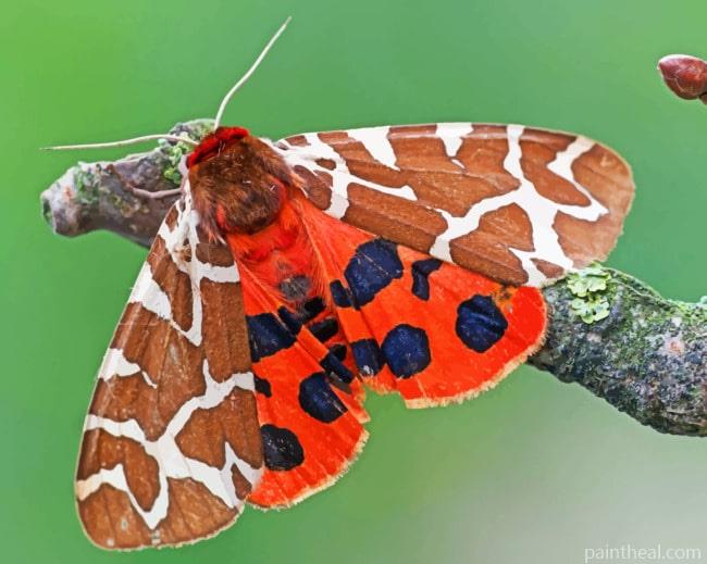 Tiger Moths Butterfly Painting By Numbers Kits