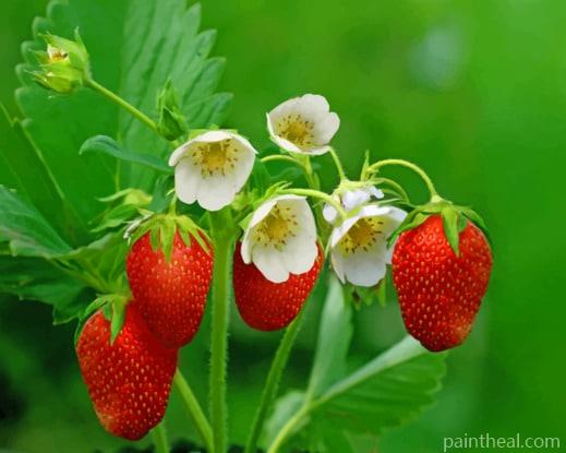 Strawberries With Flowers Painting By Numbers Kits