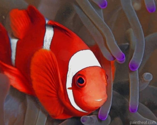 Ocellaris Clownfish Painting By Numbers Kits
