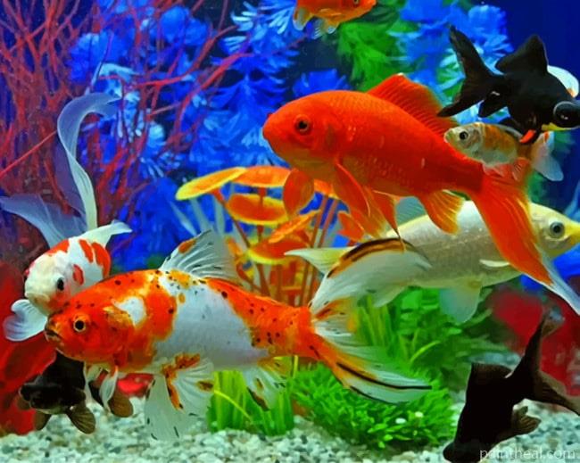 Colorful Fishes In Aquarium Painting By Numbers Kits