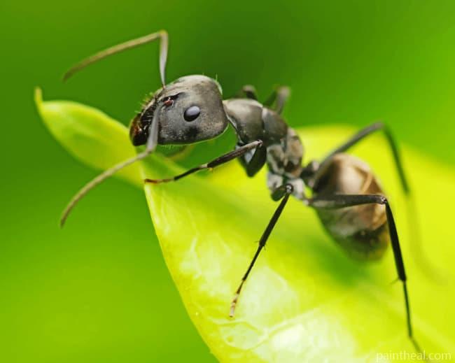 Black Ant On Leaf Painting By Numbers Kits