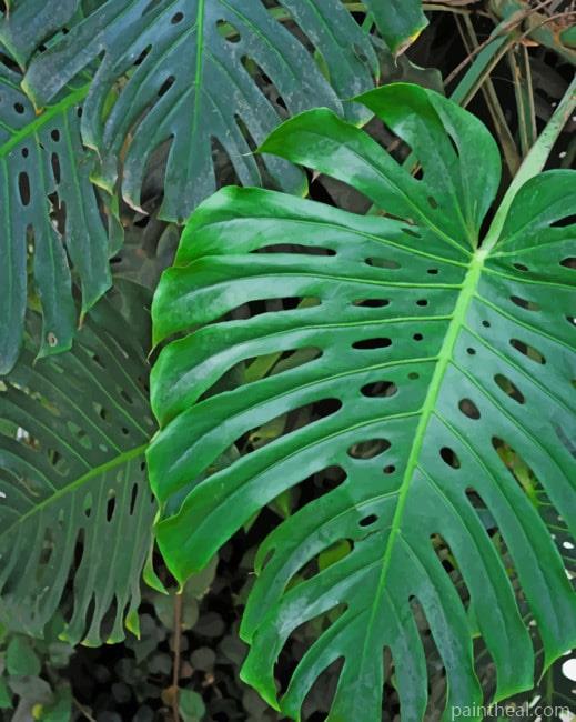 Green Monster Leaf Painting By Numbers Kits