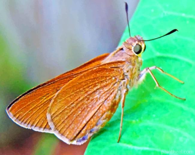 Brown Skipper Butterfly Painting By Numbers Kits